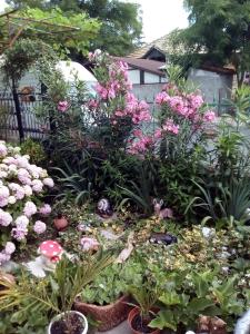 ロゼネッツにあるGuest Rooms Kotvаtaのピンクの花と植物の庭園