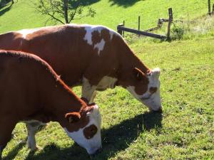 Altri animali domestici presso l'appartamento o nei dintorni