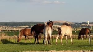 a group of horses grazing in a field at Galloway Hof Wantewitz in Priestewitz