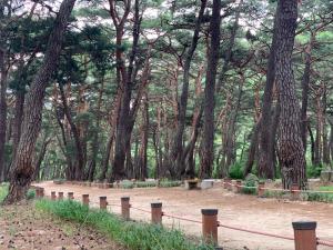 a wooded area with a fence and trees at Fresh Hill in Cheongdo