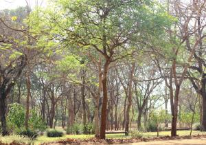 Imagem da galeria de Barefoot Lodge and Safaris - Malawi em Lilongwe