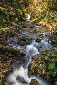 Dollar Apartments-39 Bridge Street في دولار: تيار ماء يتدفق عبر غابة بها صخور