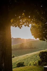 a view of a vineyard from behind a tree at Hohler Appartement Gamlitz in Gamlitz