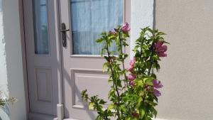 a door with a plant with pink flowers next to it at Vila Flora in Sečovlje