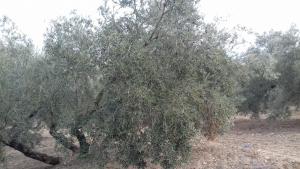 Zdjęcie z galerii obiektu Alojamiento Rural Luís y María w mieście Villanueva de Algaidas