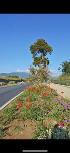 un árbol en un campo de flores al lado de un camino en Villa Donatella en Paestum
