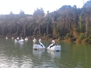 um grupo de cisnes na água de um lago em Suíte Lago Negro em Gramado