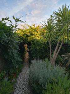 a garden path with a palm tree and plants at Casa da Anita in Aldeia do Meco