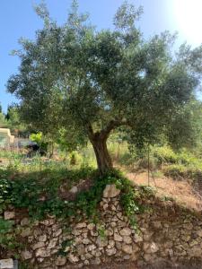 a tree sitting on top of a stone wall at Filoxenia Kontogiannis in Lazaráta