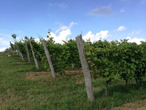 Fotografie z fotogalerie ubytování Wine House Rakar v destinaci Gračišče