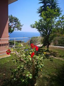 un cespuglio con fiori rossi accanto a una recinzione di Punta Sole, VISTA MARE, Con giardino privato, PARCHEGGIO PRIVATO GRATIS a Bordighera