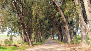 a dirt road lined with trees and a fence at Groenvlei Guest Farm in Kuilsrivier