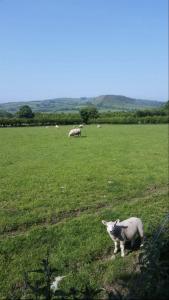 a herd of sheep grazing in a green field at Killoughagh House in Cushendall