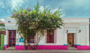 un edificio con un árbol florido delante de él en Aroha Villana Hostel, en Santa Marta