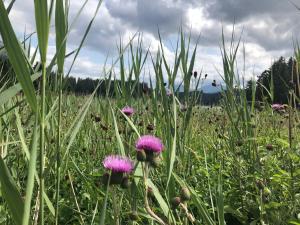 Loodusmaastik apartemendi lähedal