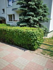 a green hedge in front of a building with a tree at APARTAMENT POD ŚWIERKIEM in Toruń