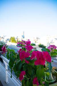 a plant with pink flowers on a window sill at Couple's Getaway in Is-Swieqi