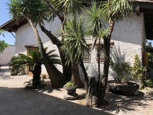 a group of palm trees in front of a building at Sa Crannaccia in Càbras