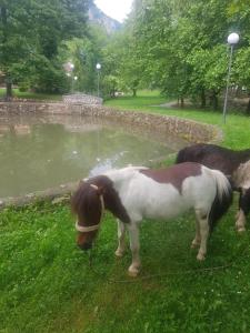 two ponies standing in the grass near a body of water at Vodopad Lisine in Strmosten