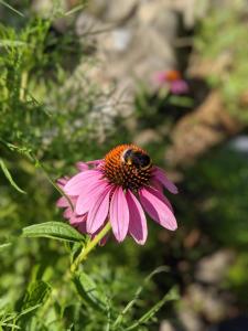 a bumblebee is sitting on a pink flower at Camping Robinson Country Club Oradea in Oradea