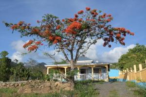 a tree with red flowers in front of a house at villa stenella in Bouillante