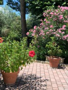 San CostanzoにあるIl Lauroの鉢植えの植物2本とピンクの花が咲く庭園