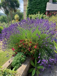 a garden with purple flowers and other plants at Epchris House in Ilfracombe
