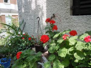 Zahrada ubytování Apartmani Sobe BILJANA