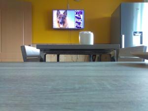 a tv on a wall with a dog on it at Mežezera stāsts in Pļaviņas