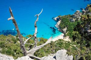 a dead tree on a mountain overlooking a beach at Hotel Goloritzé in Baunei