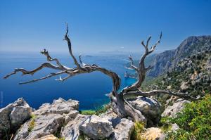 a dead tree on a cliff overlooking the ocean at Hotel Goloritzé in Baunei