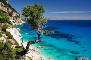a tree on the side of a hill overlooking the ocean at Hotel Goloritzé in Baunei