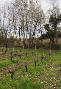 un champ avec un tas d'arbres et une clôture dans l'établissement Château Régaldo-Saint Blancard, à Salleboeuf