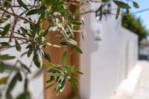 a tree with green leaves next to a white fence at Lindian Ethos in Lindos