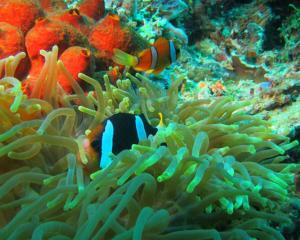 two fish are swimming in an ocean reef at Billiton Ekobeach Retreat in Tanjungpandan