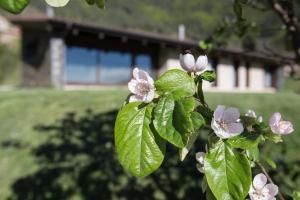 A garden outside Cal Sadurní