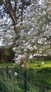 a tree with pink flowers on it in a field at Ferfay Holiday-Home in Ferfay