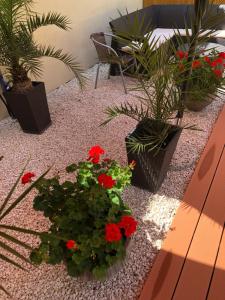 Zahrada ubytování Mosoly Apartman