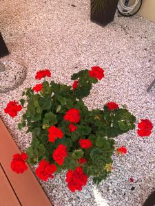 Zahrada ubytování Mosoly Apartman