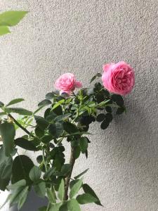Fotografia z galérie ubytovania Apartament Lucky v destinácii Pruszcz Gdański