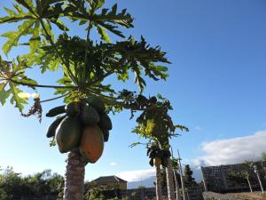 a bunch of fruit hanging from a palm tree at Casitas El Paso in El Paso