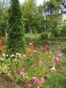 a garden with pink and red flowers at Nagi House in Zugdidi