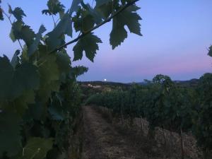 un chemin à travers un vignoble au coucher du soleil dans l'établissement Teruzzi Country House, à San Gimignano