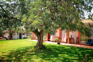 a tree in a yard in front of a house at Quinta Infantes de Santa Maria in Alcantarilha