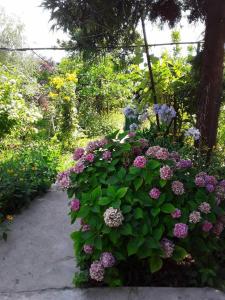 einen großen Busch mit lila Blumen im Garten in der Unterkunft Zeleniy Dvorik Guest House in Novy Afon