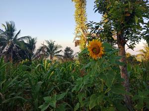 Zahrada ubytování Mudung Keramat Homestay