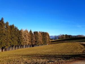 a large field with trees in the background at modernes Appartement Schwarzwald Nähe Freiburg in Winden im Elztal