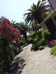 カポリーヴェリにあるLe Palmeの椰子の木や花の家へとつながる道