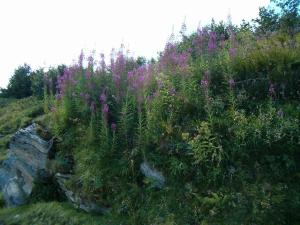Paesaggio naturale nelle vicinanze dell'affittacamere