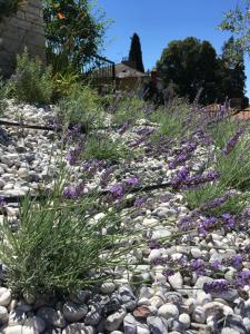 un jardín de rocas con flores púrpuras y hierba en Casa Maly en Portorož